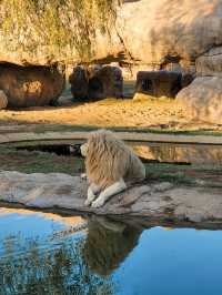 Dubai Safari Park: A Wild Experience
