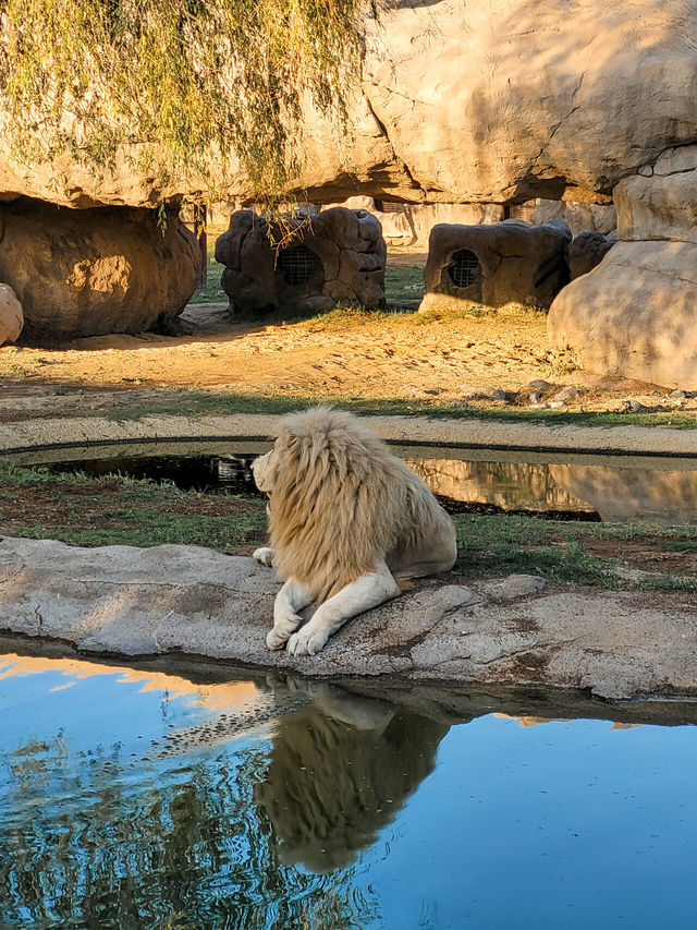 Dubai Safari Park: A Wild Experience