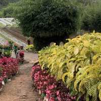 PERFECT IN BEMWA FARM