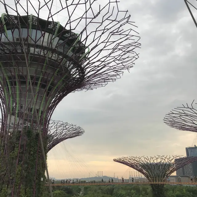 🌳新加坡的空中花園🌿