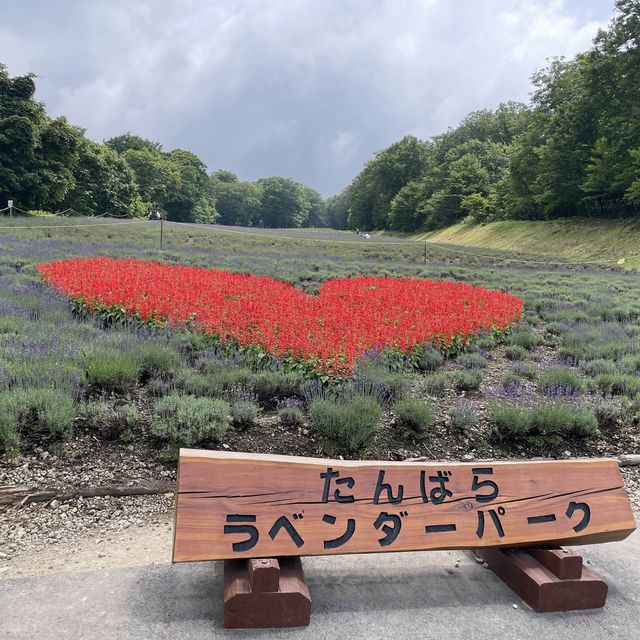 【群馬】関東最大！たんばらラベンダーパーク