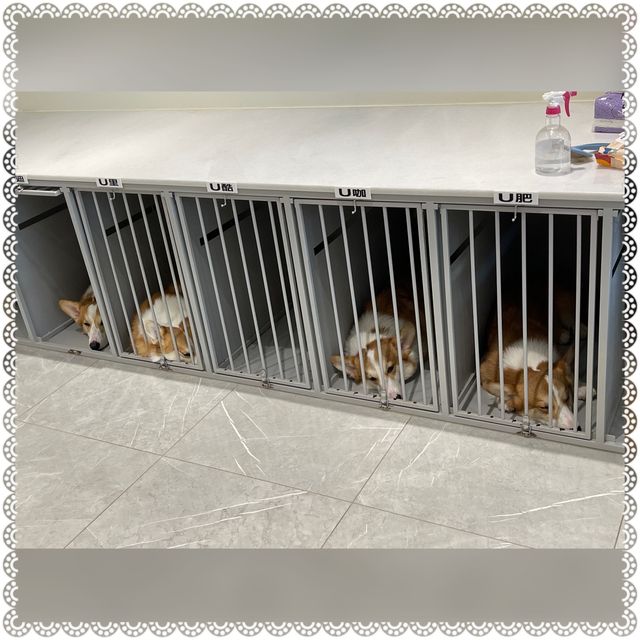 （台南/安平區）可愛的科基犬咖啡廳-corgi u tea柯基找茶