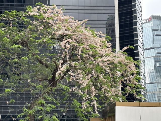 香港賞花 | 中環美利酒店古樹節果決明