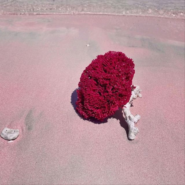 Pink Komodo, East Nusa Tenggara.