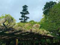 สวนสาธารณะกิฟุ (Gifu Park)🌳🌿