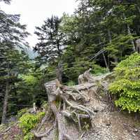 【山梨】いざ夏山へ！広河原から白根御池までの登山道