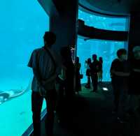 【ぜひ遊びに行って欲しい！】大阪最大の水族館