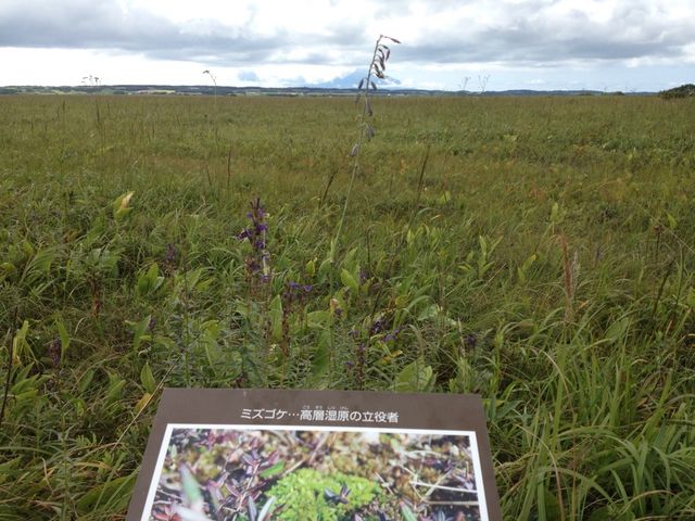 北海道　北海道観光　北海道らしい風景　サロベツ原生花園で和む！