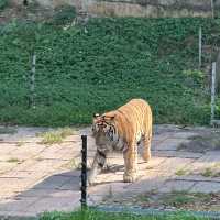 深圳野生動物園