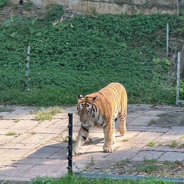 深圳野生動物園