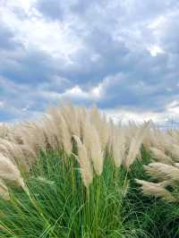 태안까지 안 가도 되는 팜파스 명소🌾