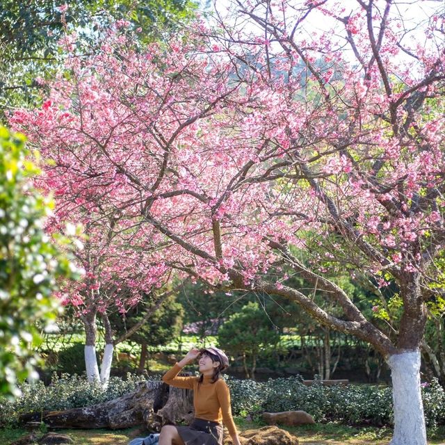 ดอกซากุระบาน @ดอยอ่างขาง 