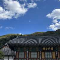 수려한 아름다움이 묻어있는 영광 불갑사 🪷