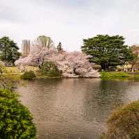 Shinjuku Gyoen National Garden

