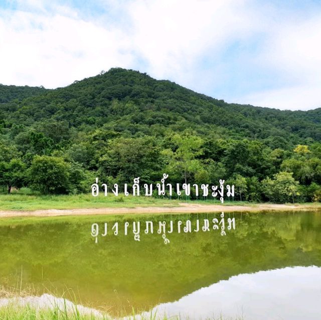 ดอกทานตะวันบานโครงการพระราชดำริ เขาชะงุ้ม ราชบุรี
