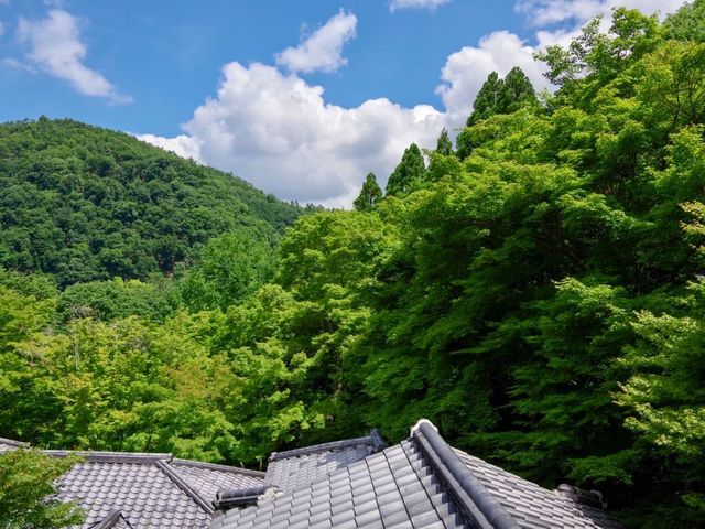 【京都市】紅葉だけでなく青葉も見事🌿
