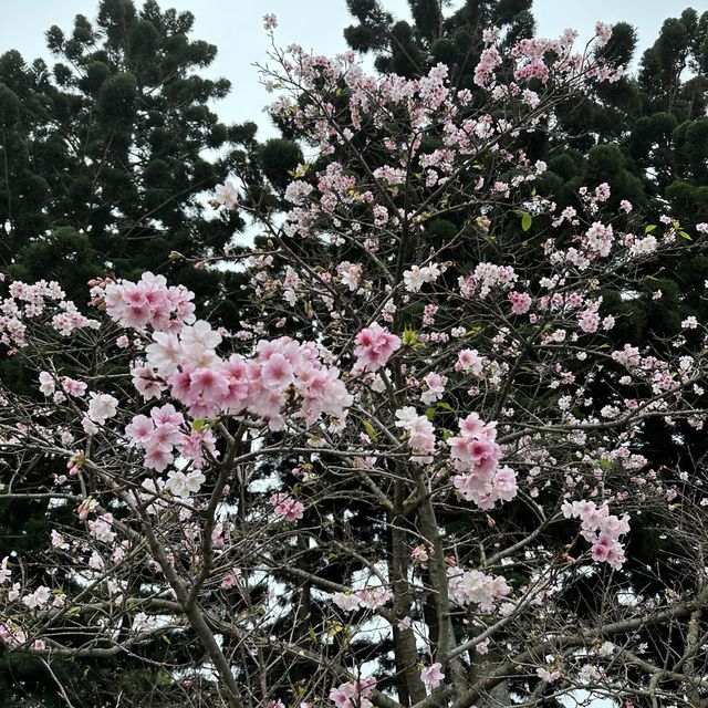 Nice place to view Sakuras 