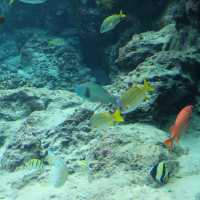 รีวิว - Okinawa Churaumi Aquarium @ญี่ปุ่น 🇯🇵