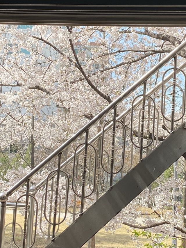 서울 벚꽃뷰 카페 원탑 “연남동 벚꽃집”