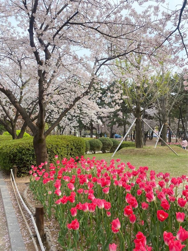 🌸🌷벚꽃과 튤립 함께 볼 수 있는 곳🌷🌸
