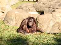 【新竹】六福村動物園 🐅 捕捉動物生活瞬間