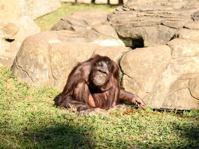 【新竹】六福村動物園 🐅 捕捉動物生活瞬間