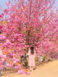 🌸현시각 국내에서 가장 예쁜 사찰 [경주, 불국사]🌿