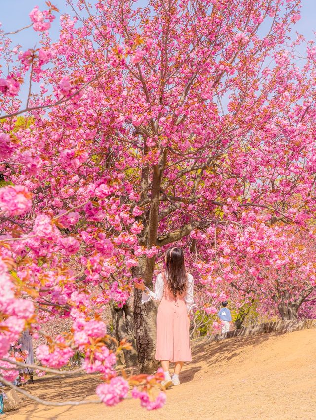 🌸현시각 국내에서 가장 예쁜 사찰 [경주, 불국사]🌿