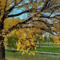 Autumn's Golden Embrace: Canberra's Enchantment