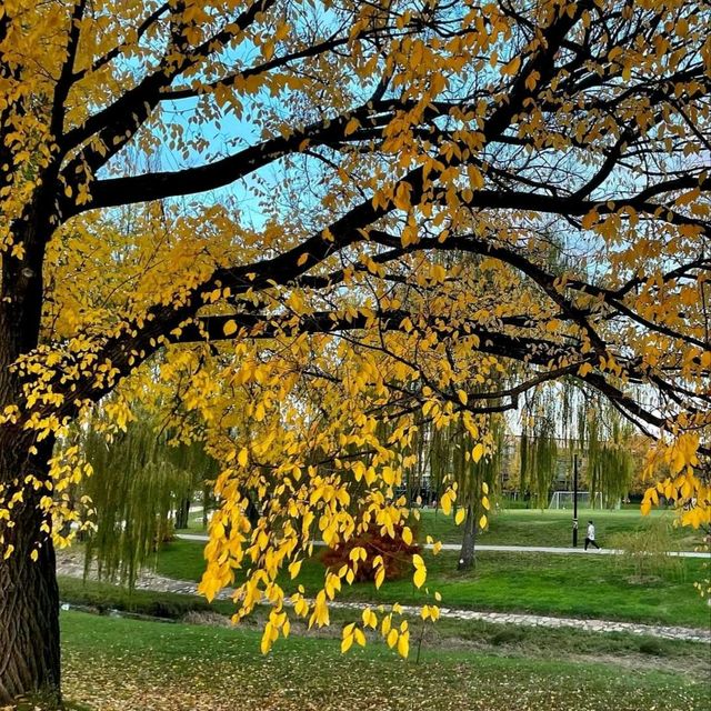 Autumn's Golden Embrace: Canberra's Enchantment