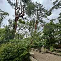 【世田谷・赤堤】紫陽花が綺麗な公園