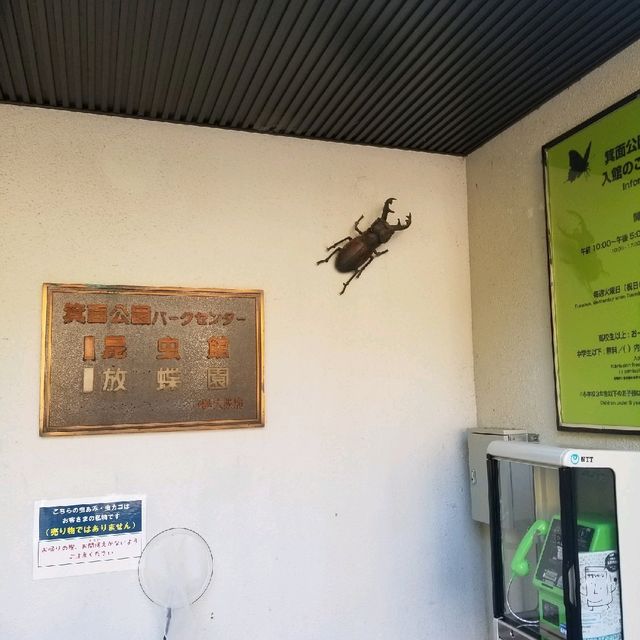 昆虫好きにオススメ🦋コスパよし【箕面昆虫館】