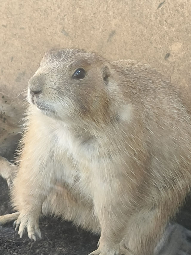 橫濱八景島海島樂園,好玩一天遊