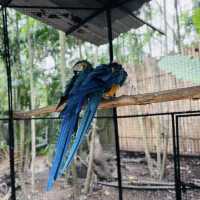 彩羽翩翩！暢遊布吉百鳥園🐦🌿🌈