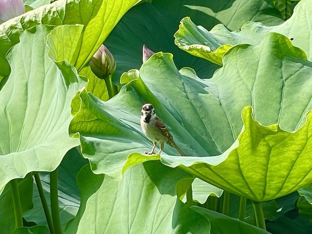 【東京都/不忍池】不忍池で蓮の花鑑賞