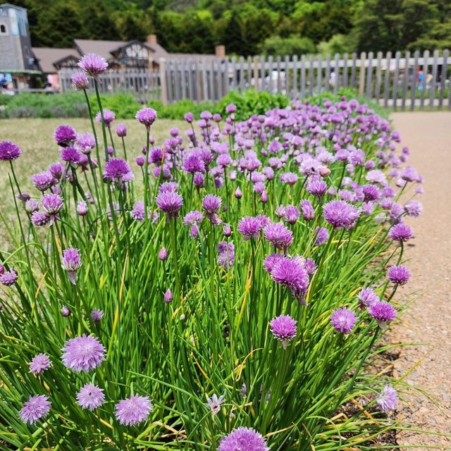 Magical day in Peter Rabbit English Garden 