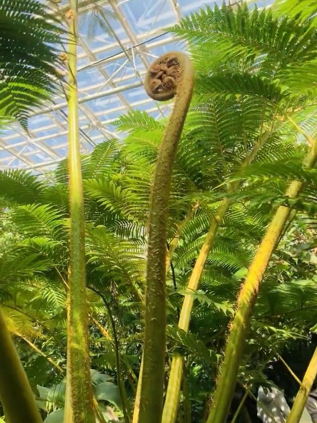 神代植物公園～大自然的綠寶石💚🌿🌺