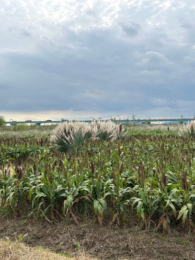 가을 느낌 낭낭한 대저 핑크뮬리&팜파스 군락지🌾