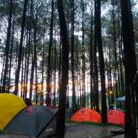 Alas veenuz in Mojokerto 