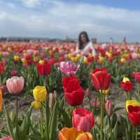 Spring with a sea of tulips