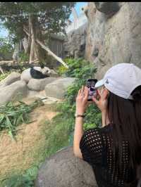 香港でパンダとコアラに会える！ディズニー以上の人気、オーシャンパーク