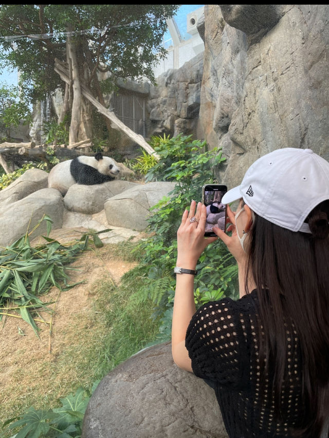香港でパンダとコアラに会える！ディズニー以上の人気、オーシャンパーク
