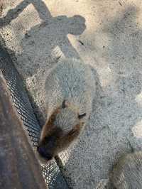 Safari World
