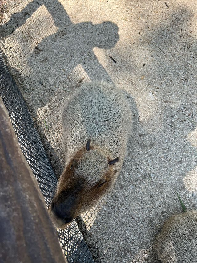 Safari World
