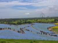 Hitachi seaside Park