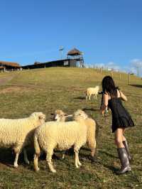 Akha Farmville (ดอยช้าง)
