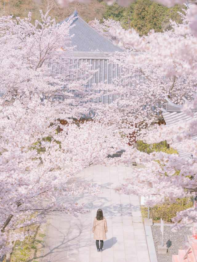 【関西の春景色は京都だけじゃない！💡】奈良県のおすすめ春絶景スポット5選！🌸✨ 