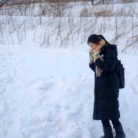 눈밭을 걷는 귀여운 펭귄이 있는 오타루 아쿠아리움
