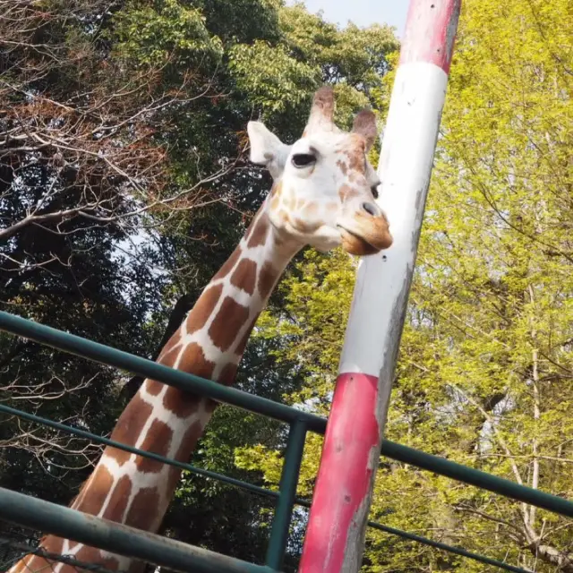 💖福岡🇯🇵💖緑に囲まれた都会のオアシス🌳福岡動植物園🐵🦁