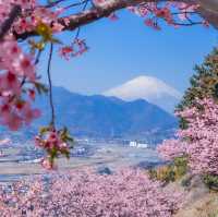 富士山×桜が絶景！神奈川のおすすめ桜スポット